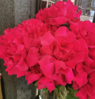 Французская роза Готча