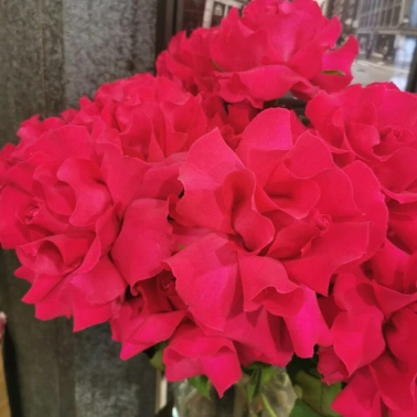 Французская роза Готча