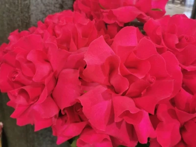 Французская роза Готча