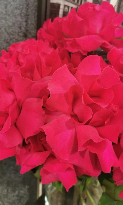 Французская роза Готча