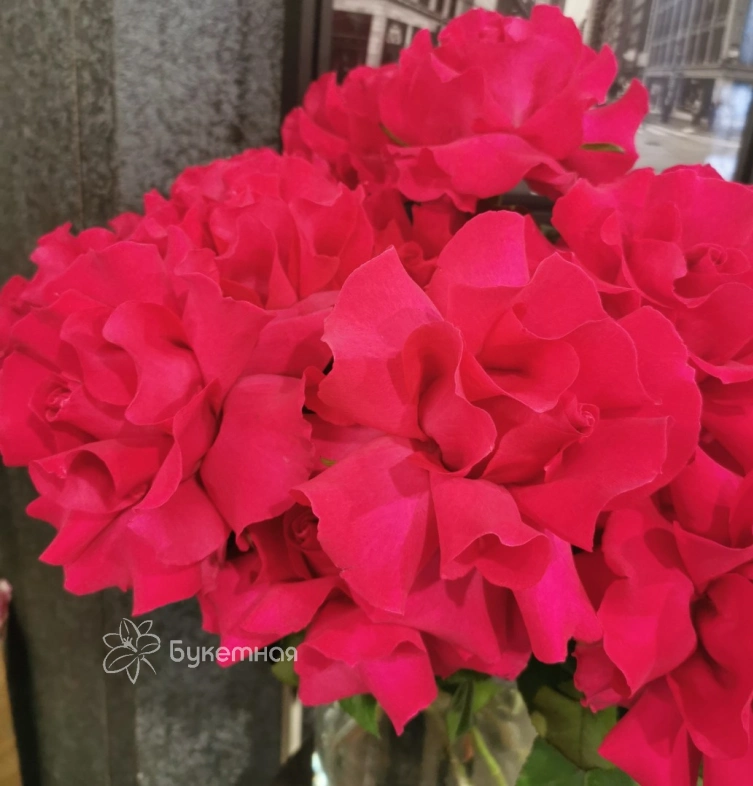 Французская роза Готча