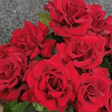 Французская роза Эксплорер 40 см