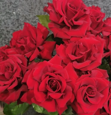 Французская роза Эксплорер 40 см