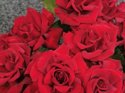 Французская роза Эксплорер 40 см