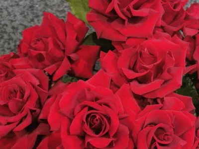 Французская роза Эксплорер 60 см