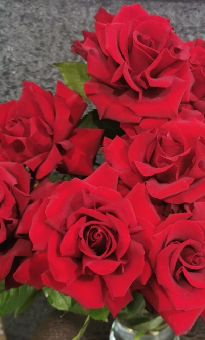 Французская роза Эксплорер 40 см