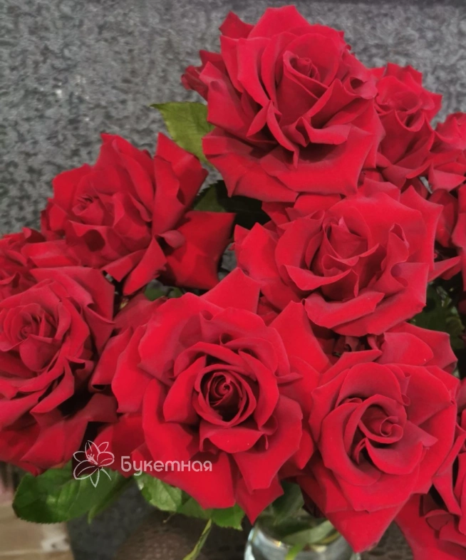 Французская роза Эксплорер 40 см