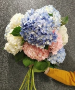 Гортензия 0