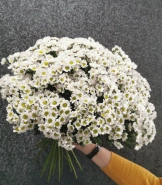 Хризантема Сантини 0