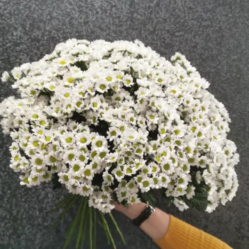 Хризантема Сантини