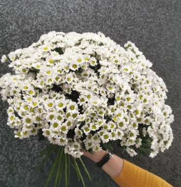 Хризантема Сантини