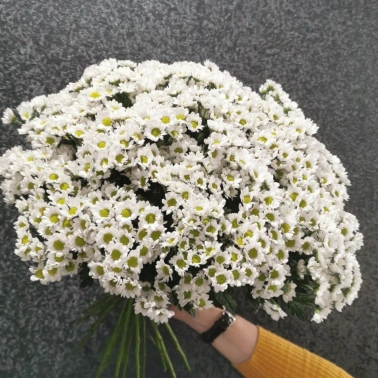 Хризантема Сантини