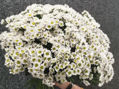 Хризантема Сантини