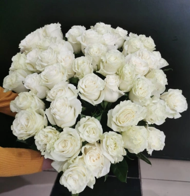 Роза Мондиал 60см