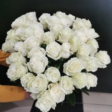 Роза Мондиал 60см