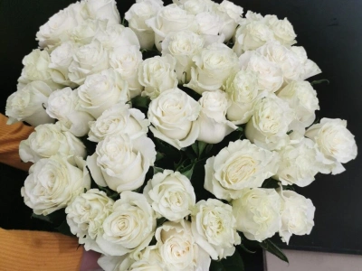 Роза Мондиал 60см