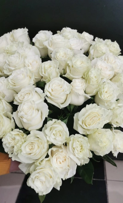 Роза Мондиал 60см