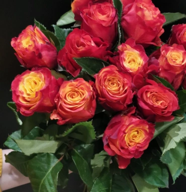 Роза Атомик 50см