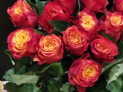 Роза Атомик 50см