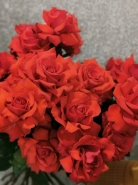 Французская роза Нина 0