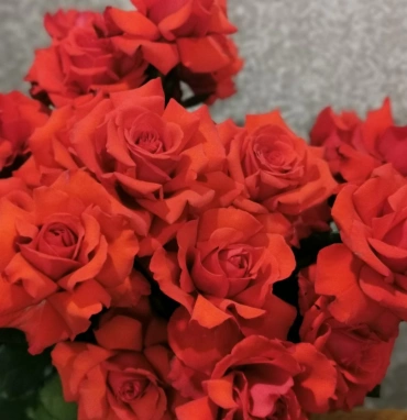 Французская роза Нина