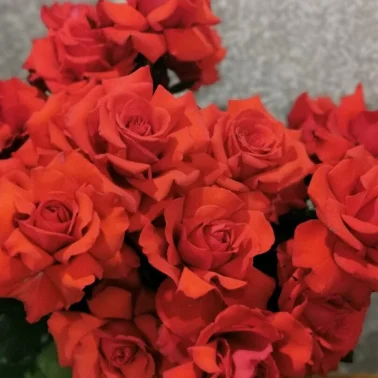 Французская роза Нина