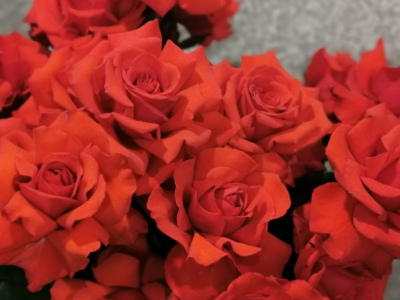 Французская роза Нина