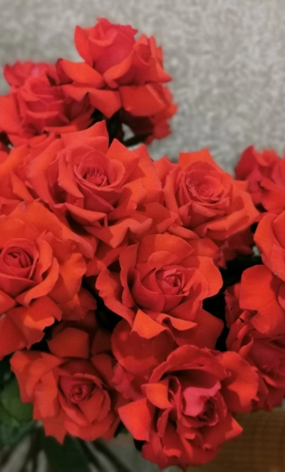 Французская роза Нина