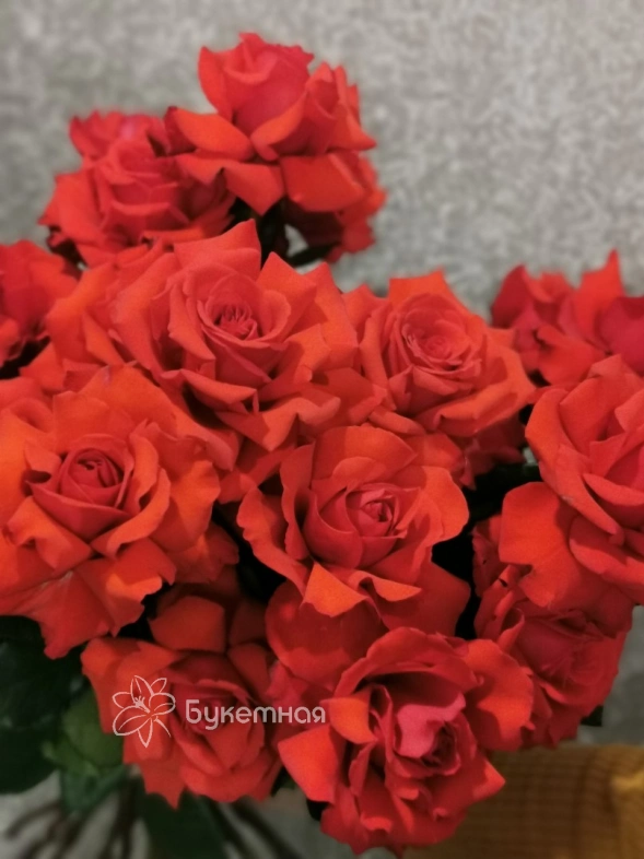 Французская роза Нина