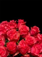 Роза Эквадор "Lola" - 50 см 0