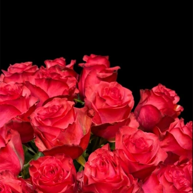 Роза Эквадор Lola - 50 см