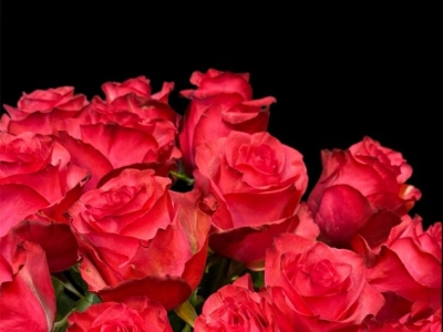 Роза Эквадор Lola - 50 см