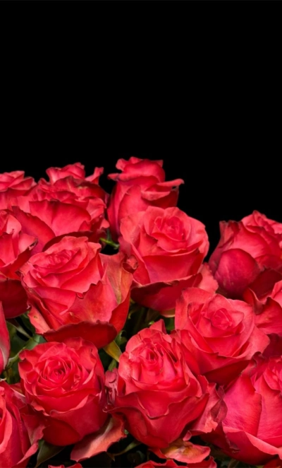 Роза Эквадор 