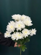 Хризантема кустовая &laquo;Балтика&raquo; 0