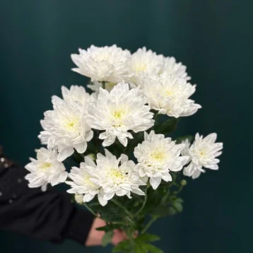 Хризантема кустовая «Балтика»