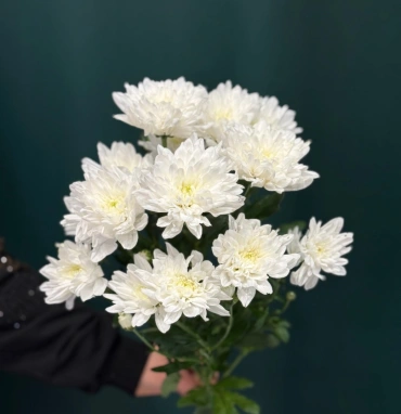 Хризантема кустовая «Балтика»