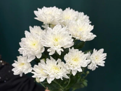 Хризантема кустовая «Алтай»