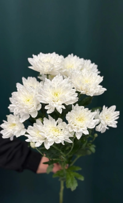 Хризантема кустовая «Балтика»