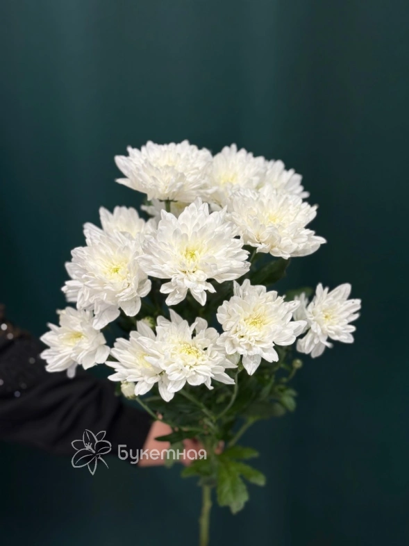 Хризантема кустовая &laquo;Балтика&raquo;
