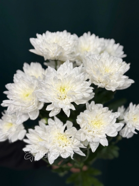 Хризантема кустовая &laquo;Балтика&raquo;