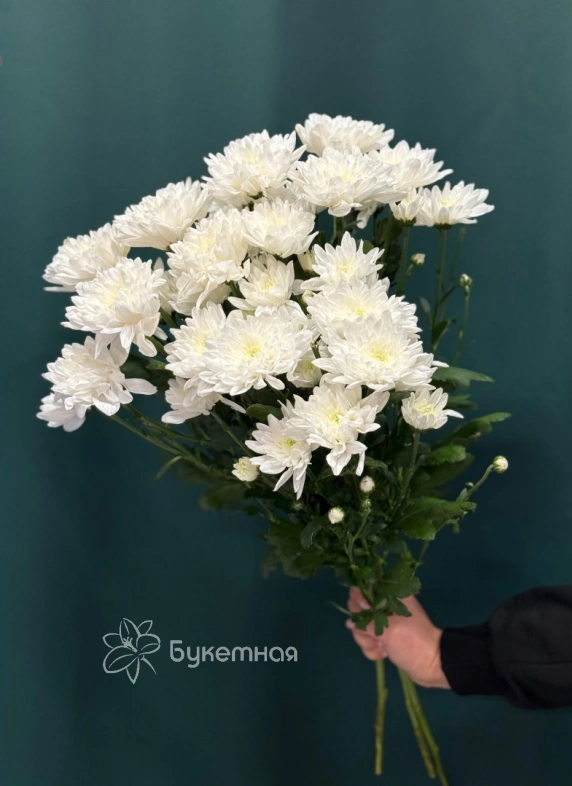 Хризантема кустовая &laquo;Балтика&raquo;