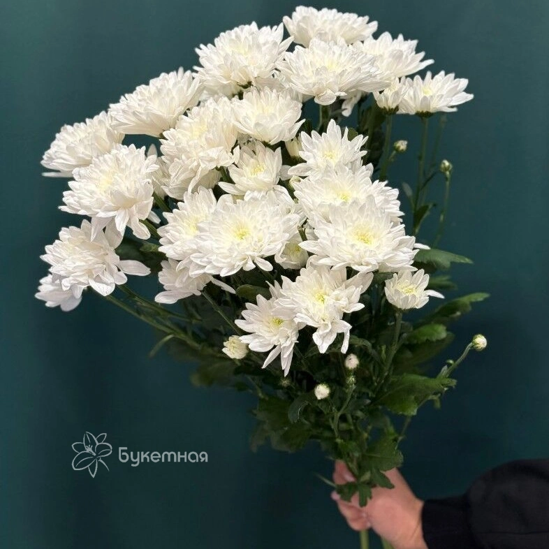 Хризантема кустовая &laquo;Алтай&raquo;