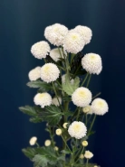 Хризантема кустовая &laquo;Ньютон&raquo; 0