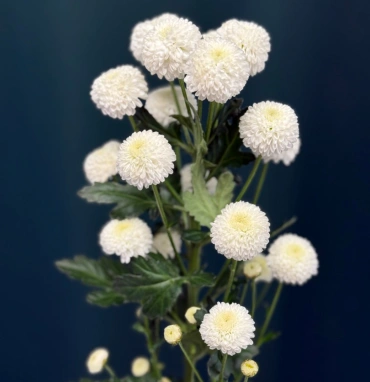 Хризантема кустовая «Ньютон»