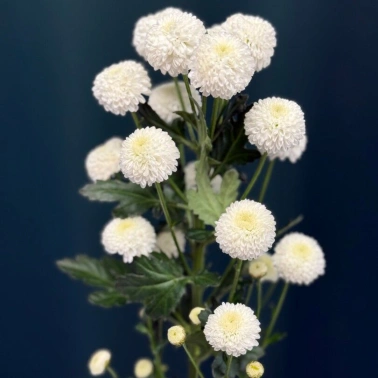 Хризантема кустовая «Ньютон»