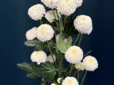 Хризантема кустовая «Ньютон»