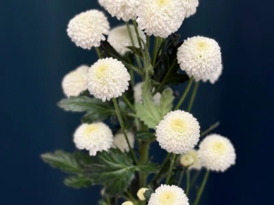 Хризантема кустовая «Ньютон»