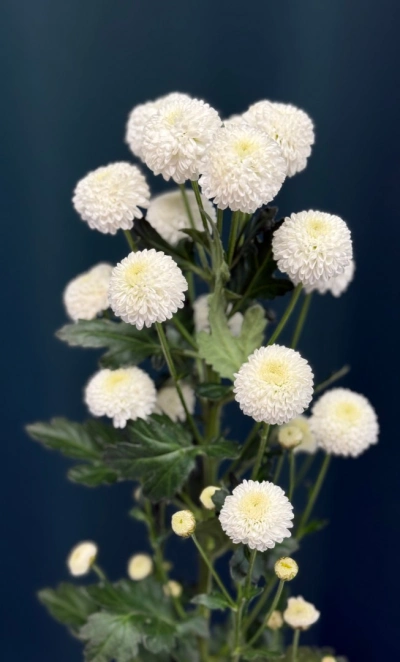 Хризантема кустовая «Ньютон»