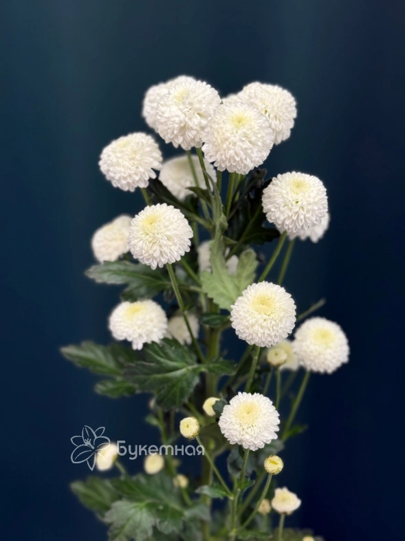 Хризантема кустовая &laquo;Ньютон&raquo;