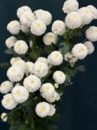 Хризантема кустовая &laquo;Ньютон&raquo; 1